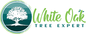 White Oak Tree Expert Logo